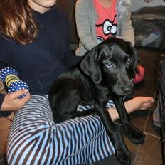 Blanding af racer Bailey