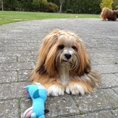 Lhasa apso Khantöma-ri Bandai