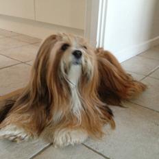 Lhasa apso Khantöma-ri Bandai