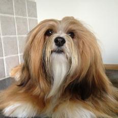 Lhasa apso Khantöma-ri Bandai