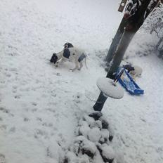 Gammel dansk hønsehund GaGa