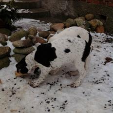 Gammel dansk hønsehund GaGa