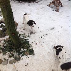 Gammel dansk hønsehund GaGa