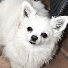 Chihuahua } Rocco