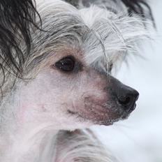 Chinese crested hårløs } Chelsy