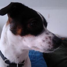 Dansk svensk gaardhund Ronja