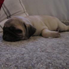 Mops Madums Pretty Woman (Thea)