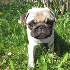 Mops Madums Pretty Woman (Thea)