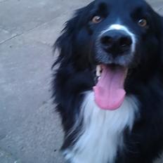 Border collie Bobbie Olsen