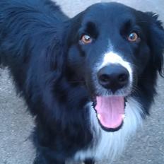 Border collie Bobbie Olsen