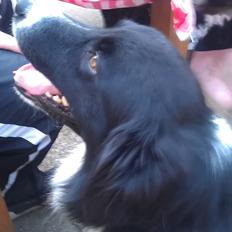 Border collie Bobbie Olsen