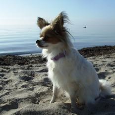 Blanding af racer Tali