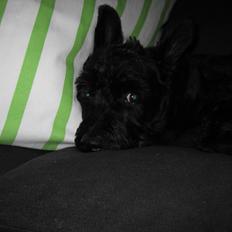 Blanding af racer Mickey