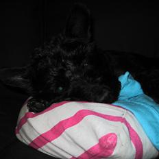 Blanding af racer Mickey