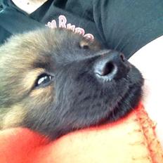 Eurasier Zicata's Oxx of Oki "TAIYO"