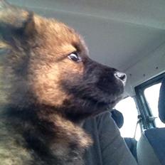 Eurasier Zicata's Oxx of Oki "TAIYO"