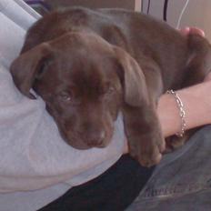 Blanding af racer Balou