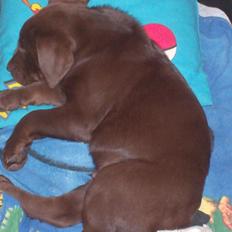 Blanding af racer Balou