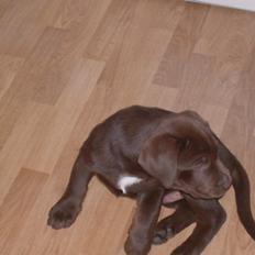 Blanding af racer Balou