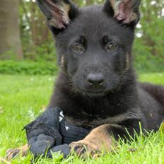 Schæferhund Rebus/Bailey