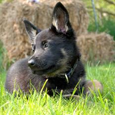 Schæferhund Rebus/Bailey