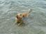 Blanding af racer Labrador retriever + Golden retriever Niels (BV) - Ude at bade ;D<3 27.04.13