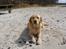 Blanding af racer Labrador retriever + Golden retriever Niels (BV) - Sommerhund ;)