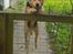 Blanding af racer Labrador retriever + Golden retriever Niels (BV) - Et lille spring over lågen ;)<3