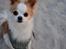 Chihuahua Viktor