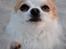 Chihuahua Viktor