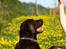 Labrador retriever Samson