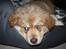 Finsk lapphund Lejoncrona Ecco