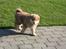 Finsk lapphund Lejoncrona Ecco