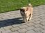 Finsk lapphund Lejoncrona Ecco
