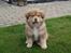 Finsk lapphund Lejoncrona Ecco