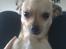 Chihuahua Tilde.