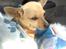 Chihuahua Tilde.