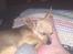 Chihuahua Tilde.