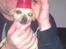 Chihuahua Tilde.