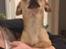 Chihuahua Tilde.