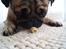 Mops Pelle