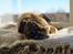 Mops Pelle