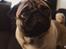Mops Pelle