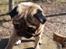 Mops Pelle