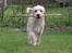 Blanding af racer Nala