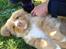Nova scotia duck tolling retriever Shaggy Tollers White Wood