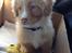Nova scotia duck tolling retriever Shaggy Tollers White Wood