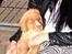 Nova scotia duck tolling retriever Shaggy Tollers White Wood