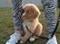 Nova scotia duck tolling retriever Shaggy Tollers White Wood
