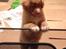 Nova scotia duck tolling retriever Shaggy Tollers White Wood